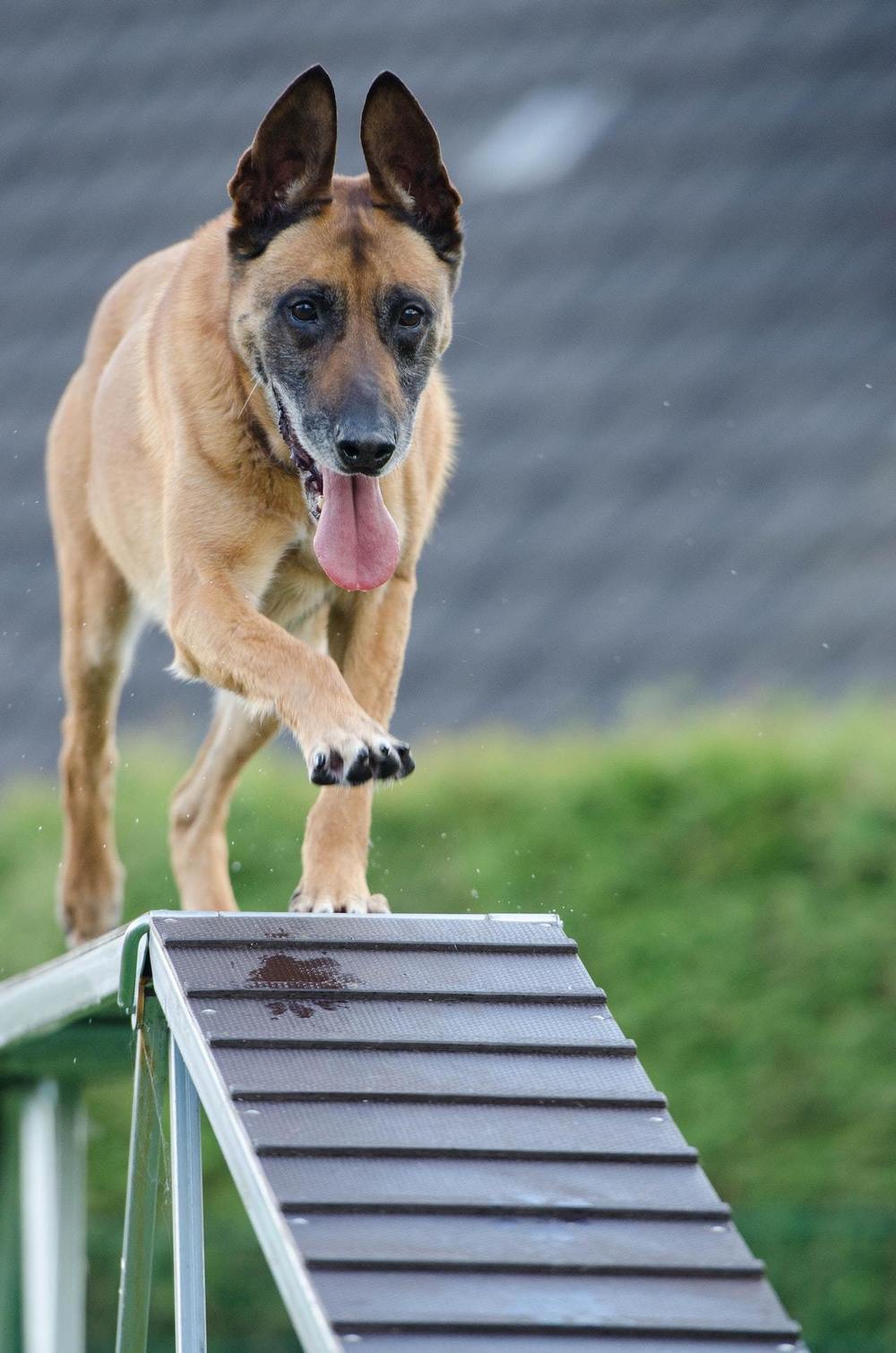 Agility