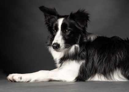 Border collie – den energiska vallhunden