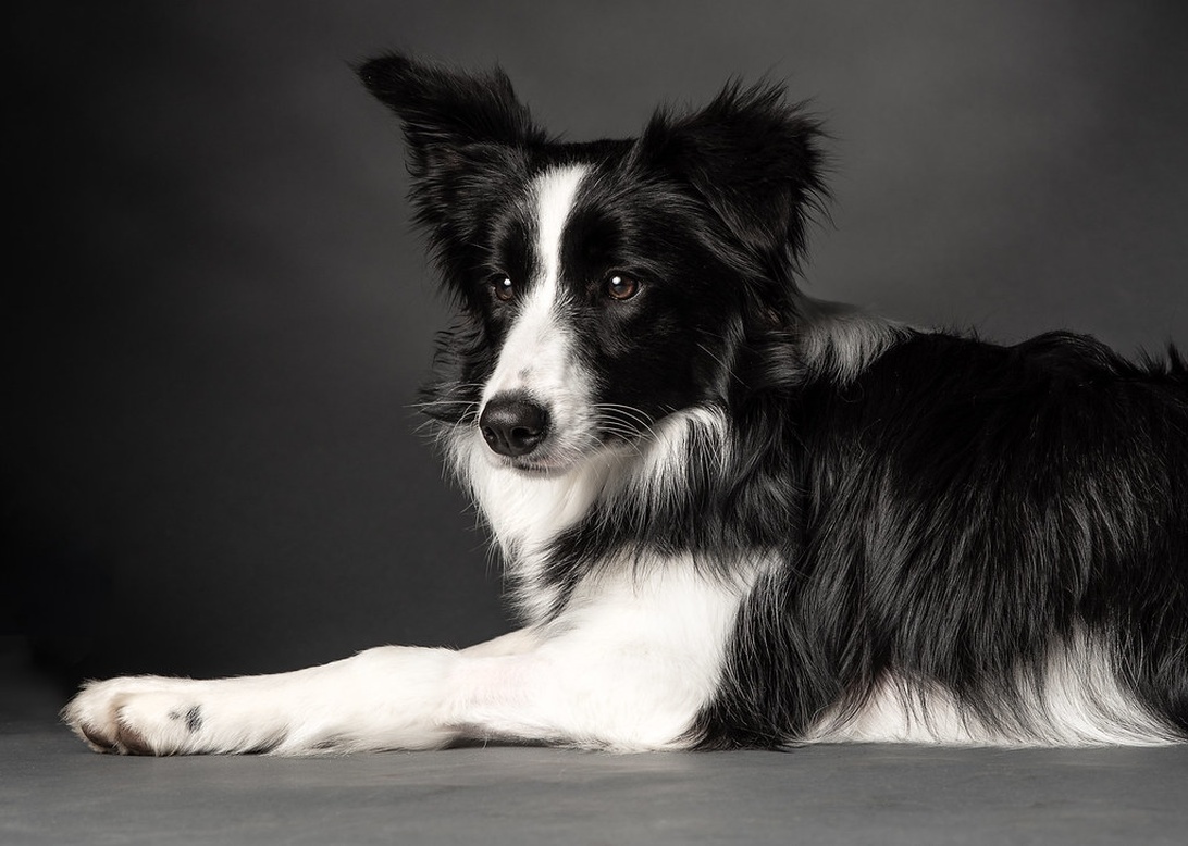 Border collie – den energiska vallhunden