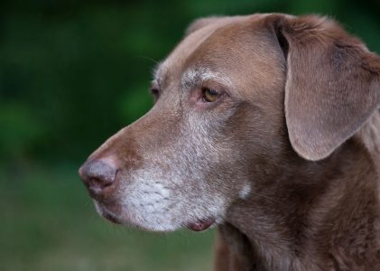 Äldre hundar – så anpassar du vården när hunden blir senior