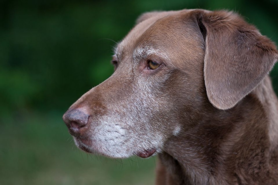 Äldre hundar – så anpassar du vården när hunden blir senior
