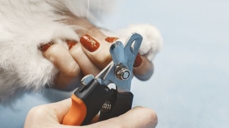 Klippa klor utan kamp: Så gör du kloskötseln trygg med frivillig hantering