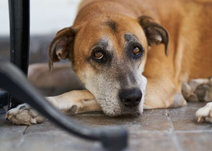 Magomvridning hos hund: Känn igen tidiga tecken och agera rätt