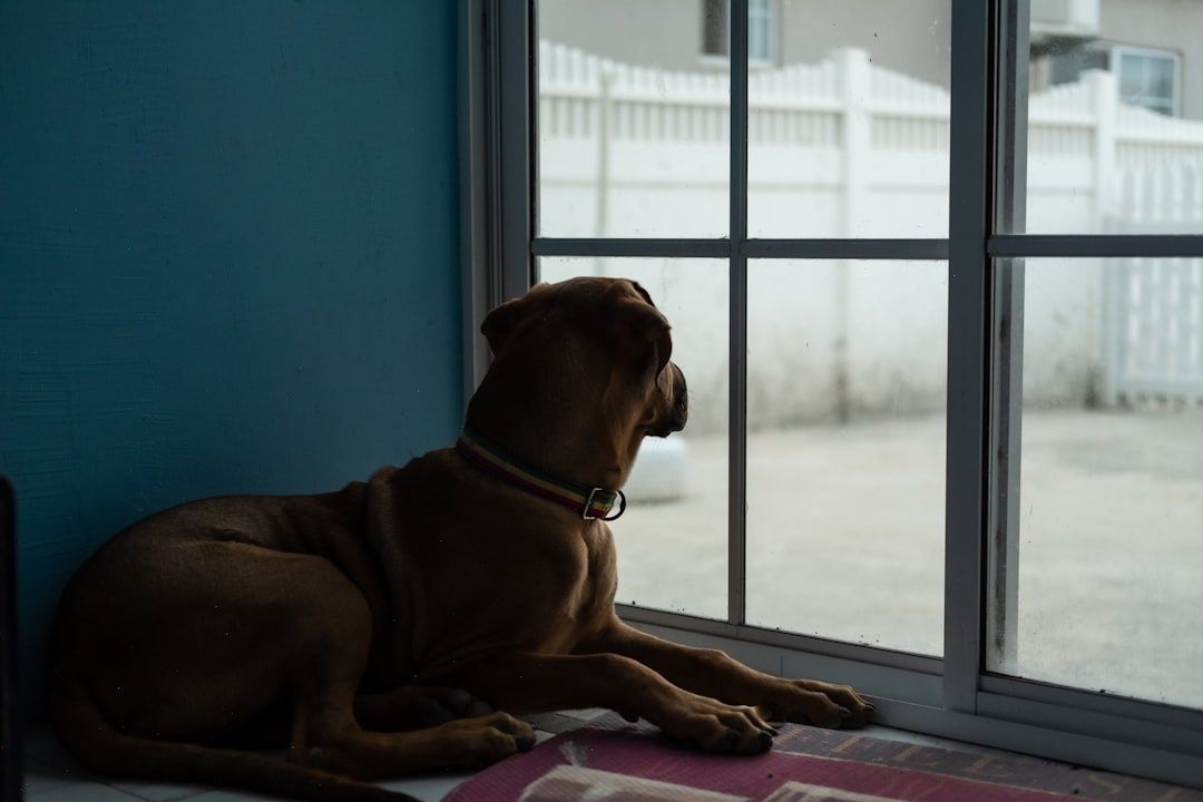 Hund ligger lugnt vid ett fönster och tittar ut