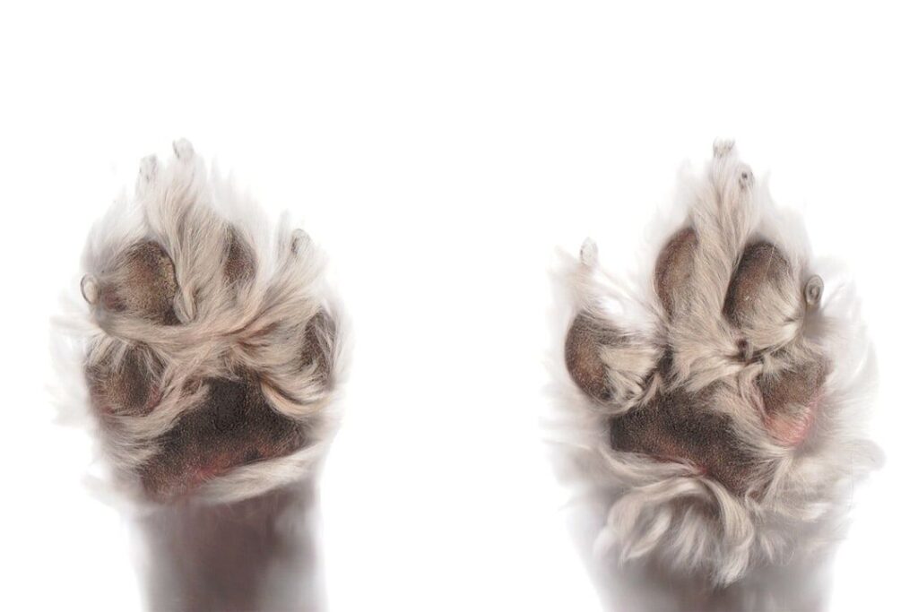 Närbild av två hundtassar med trampdynor och långa klor