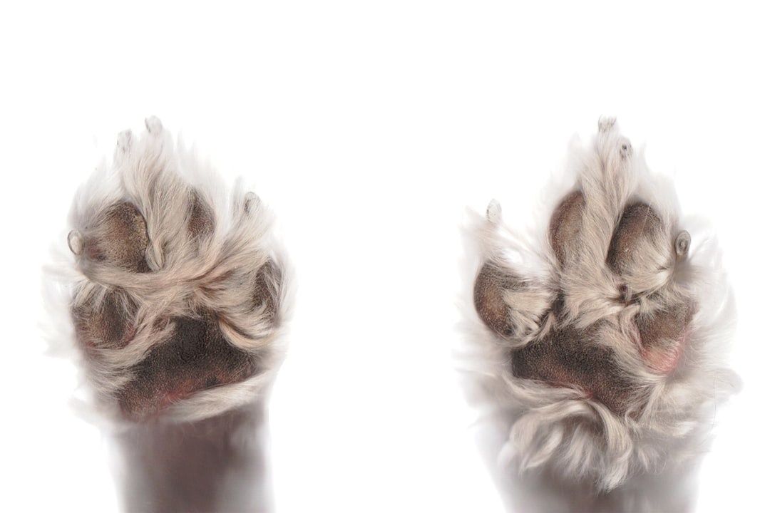 Närbild av två hundtassar med trampdynor och långa klor