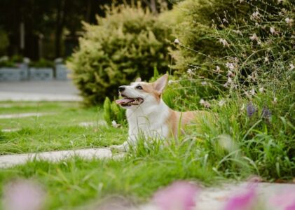 Lugnare hund med doftspår: Så sänker nosarbete stressen i vardagen