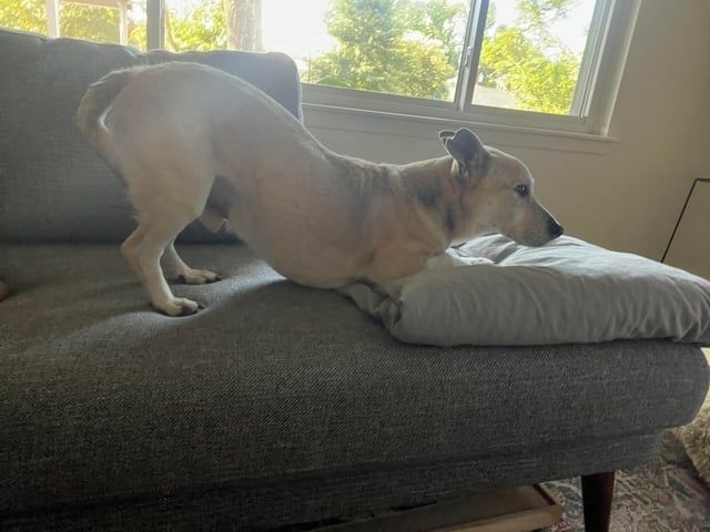 Hund sträcker frambenen på en kudde i vardagsrummet