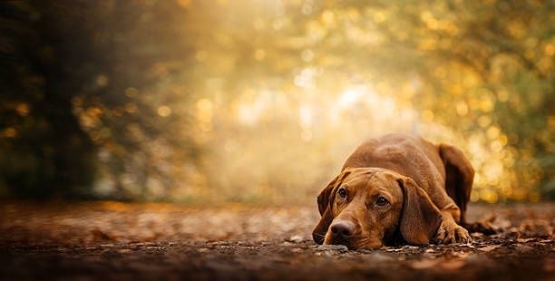 Brun hund ligger med nosen nära marken på en skogsstig